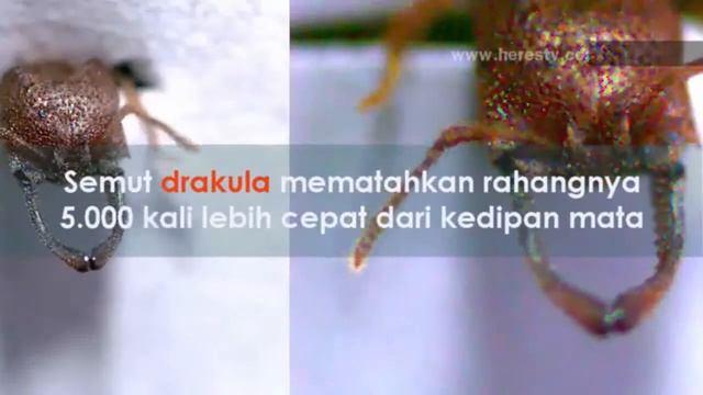 Kecil, Kanibal Sekaligus Tercepat!