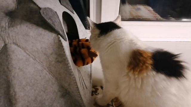 cat lives in color dream. cat and dream. asmr, cat purrs in her sleep