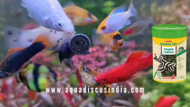 Sera Spirulina Tabs Nature | Adhesive Tablet | Veggie Crazy Feed | Aqua Discus India | Promotion