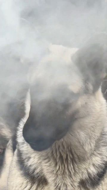 Овчарка ловит дым #dog