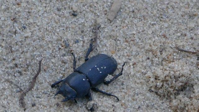 Ciołek matowy (Dorcus parallelipipedus) - samica (4K)