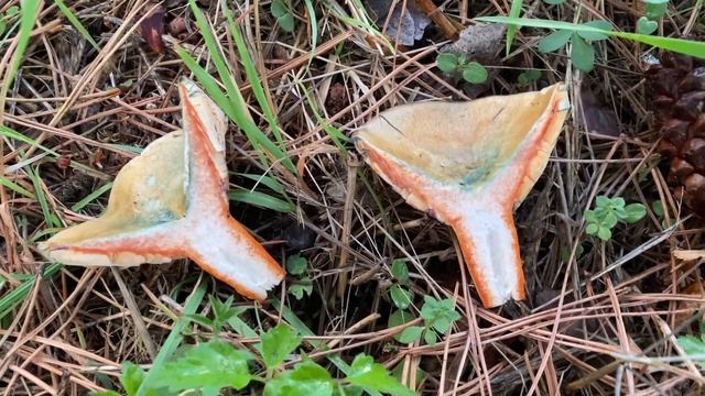 Lactarius semisanguifluus, October 14, 2023