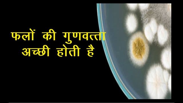 Trichoderma benefits | ट्राइकोडर्मा फफूंदनाशी के अद्भुत लाभ