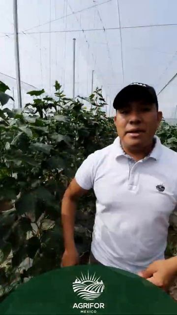 Aprende en 1 minuto:  Araña Roja y Minador