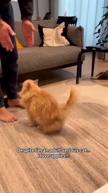 343K views · 53K reactions | If you are a cat, you never old for uppies #cat #catlover #кіт #cat