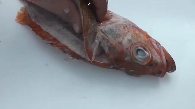 Passionate About Fish - How to fillet a Redfish (Norway Haddock)