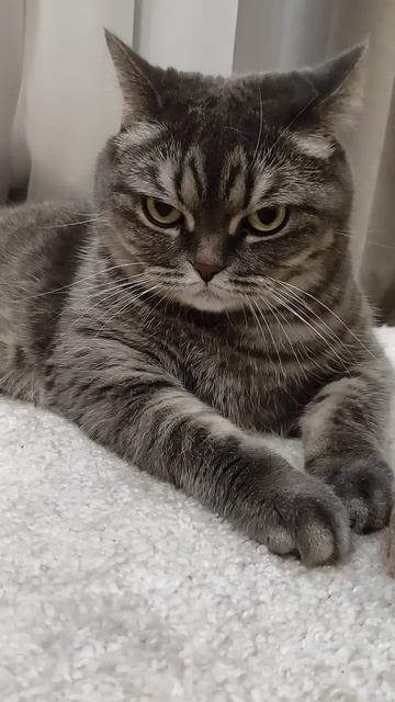 Анекдот про котика