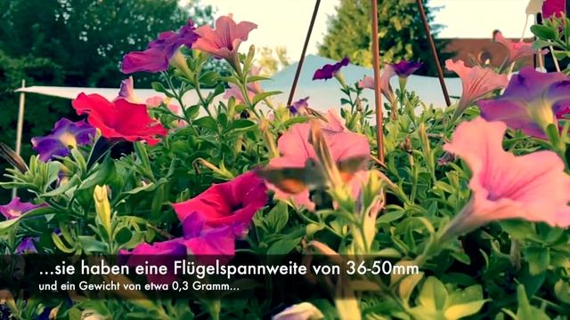 Taubenschwänzchen im Garten - Macroglossum stellatarum (Kolibrischwärmer)