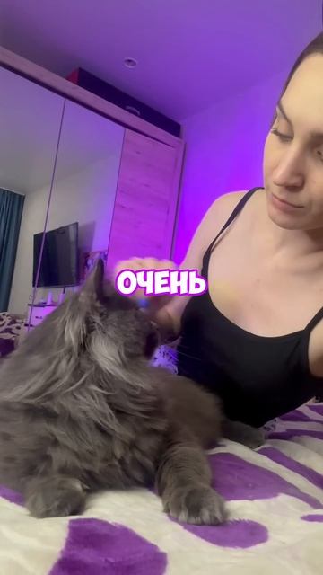 КОШКИ ИЛИ СОБАКИ? #cats #top #dogs
