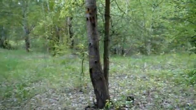 MOV08822 Неизвестные поганочки