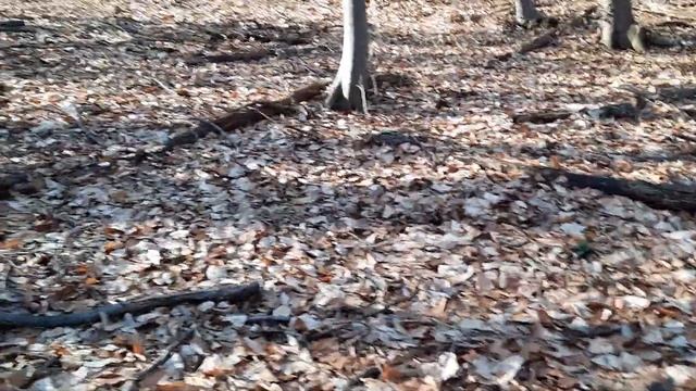 Трюфели през февруари - Truffles in February