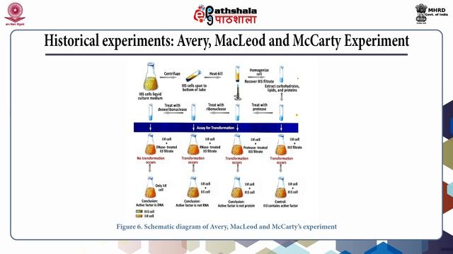 Introduction to Nucleic acids (BIOC)