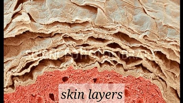 Some Images Under 1000x Microscope