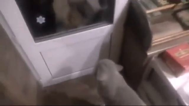 Топ 3 говорящих котов