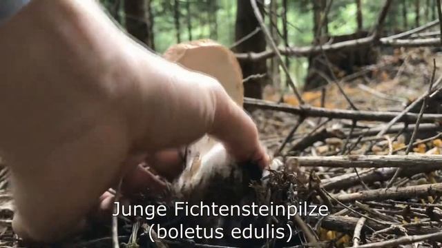 Speisepilze am 22.09.2017 | PILZE SEPTEMBER 2017