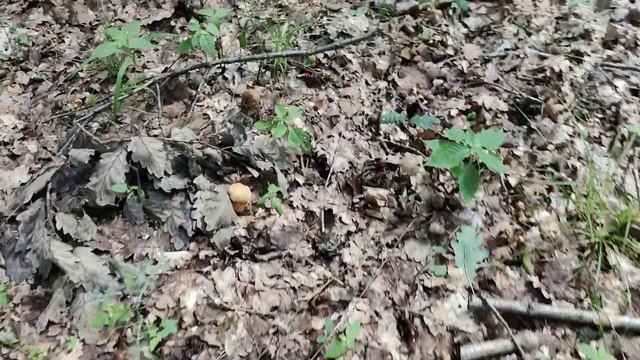 Дубовики в летнюю засуху