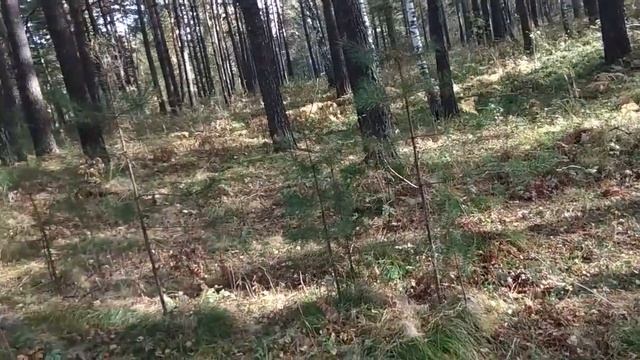 НЕСКУЧНЫЕ ДЕНЬКИ// СРОЧНО В ЛЕС!!!// НАШ СЕЛЬСКИЙ УГОЛОК...