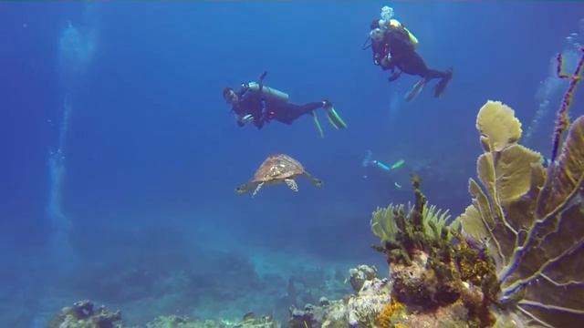 Grand Cayman Sea Turtle Encounter - Scuba Diving GoPro Video w/ red filter