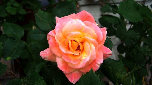 Радуга новых песен и видео онлайн