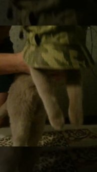 Между нами тает лёд #catdance