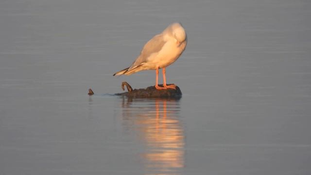 Slender-billed Gull, Gabbiano roseo (Chroicocephalus genei)