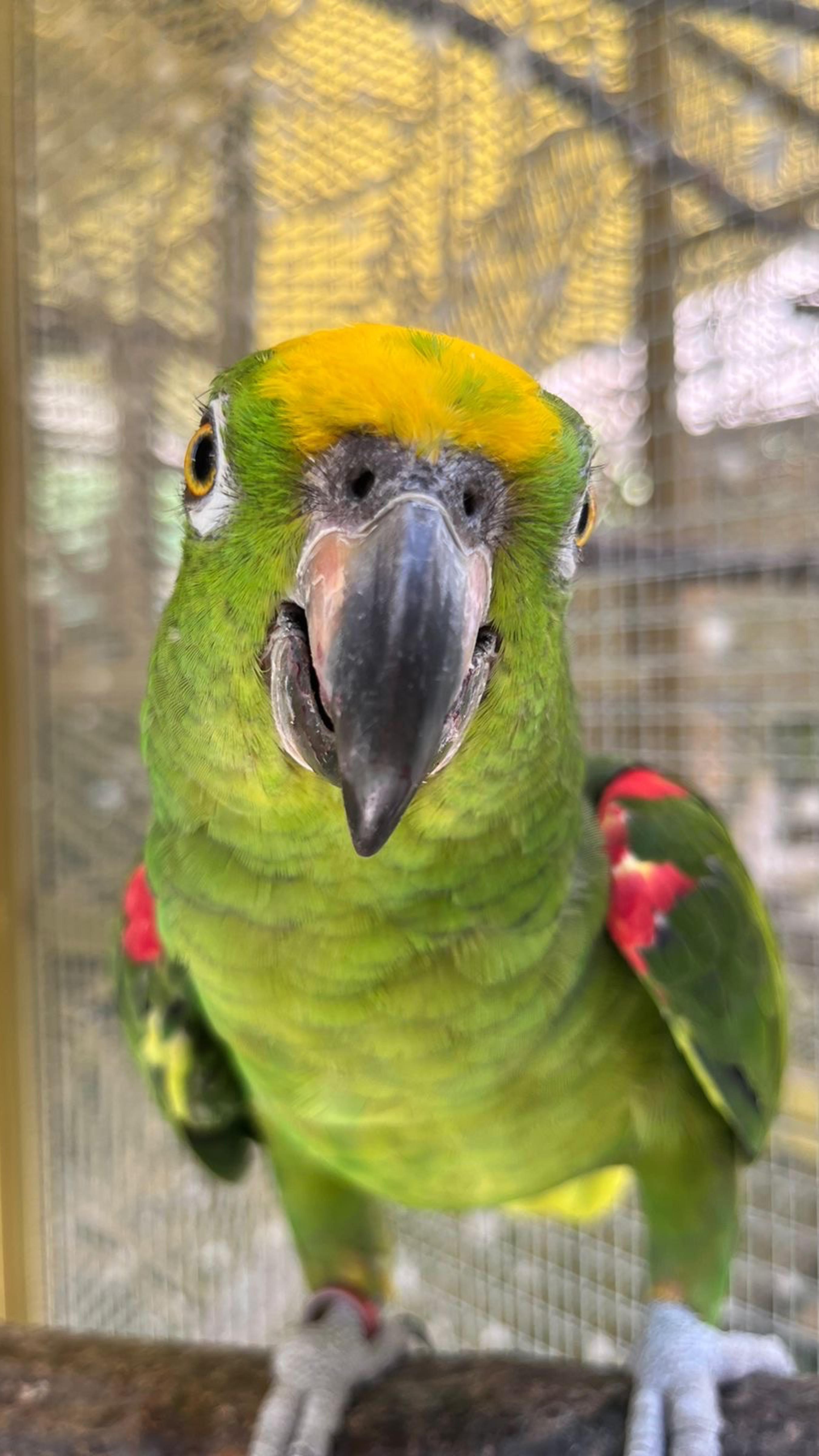 Амазонский попугай Нафаня 🦜