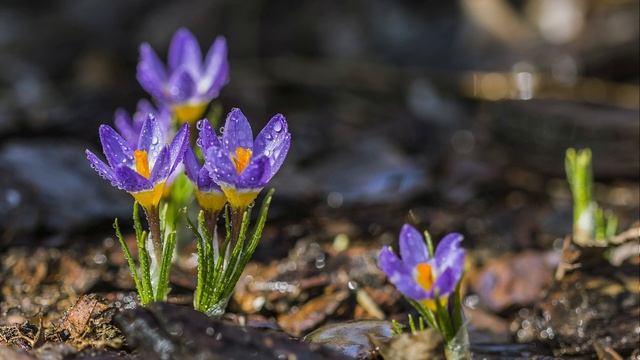 Meditation Instruction: RAIN Question & Response (from 2016 IMCW Women's Retreat) - Tara Brach