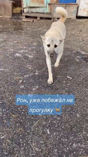 А у Вас есть собака?🐶 Г.Ульяновск. Пункт передержки Dogs_ulsk «Дорога добра»