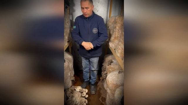 Собрали первый урожай вешенки.  Результат превзошел ожидания