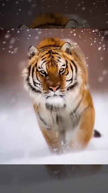 Amur Tiger 🐯