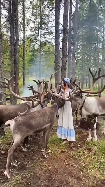 _natural_video_shoot There are hundreds of thousands of praises for reindeer abroad.