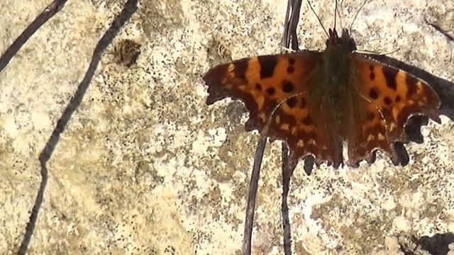 Près des vignes 13. Papillons en fin d'hiver