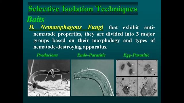 Isolation, Reporting, Bioprospecting and Conservation of Fungi