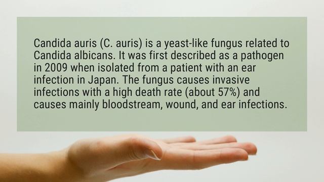 What causes Candida Auris?
