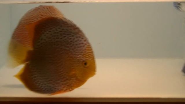 ** Discus Fry | Day 1 | Penang Eruption | Discus Fish **