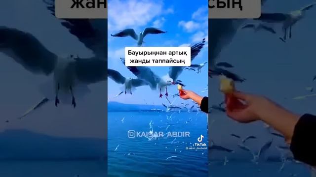 Бауыр деген