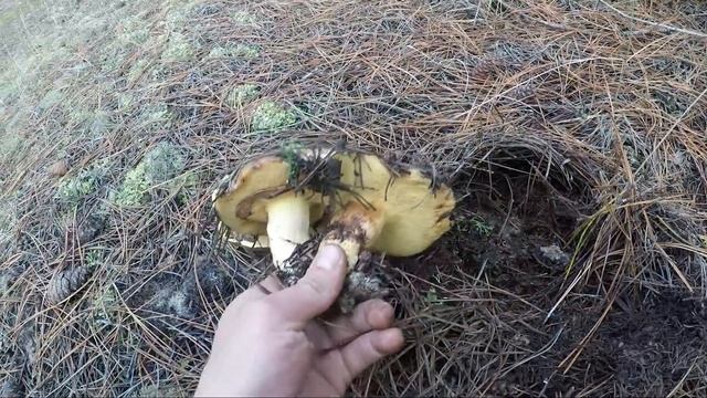 Зимой. в лесу полно Грибов . и Белый есть. Олешковские пески