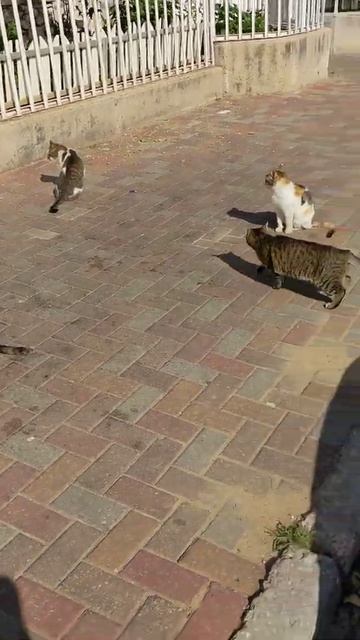 1 собака и 30 котов 😹 Коты Мяукают дерутся и кувыркаются 😻 1 dog & 30 cats meowing Meow fight rolls