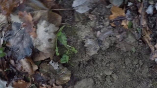 STAGIONE TARTUFI BIANCHI 2020/2021 (PIEMONTE ) EPISODIO 4