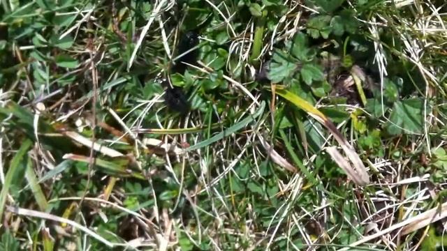 Marsh Fritillary Caterpillar