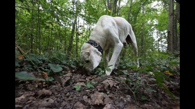TRUFFLE HUNTING DOG