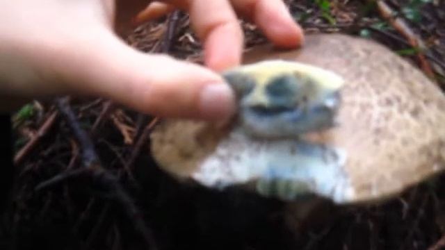 Find wild Porcini mushrooms in BC! Tips from Chef Robin
