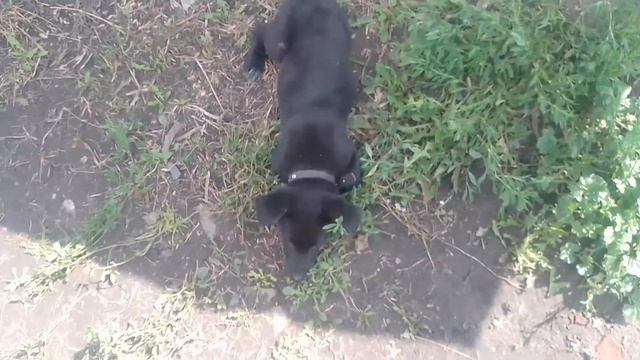 клуб,пчелы,огород,грибы.