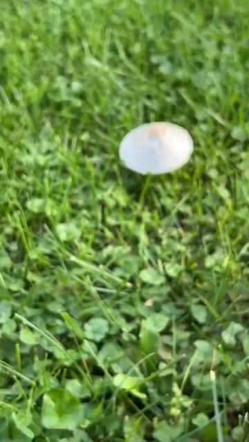 Oh Should I mow this Mushroom? #shorts