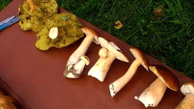 Большой сбор грибов