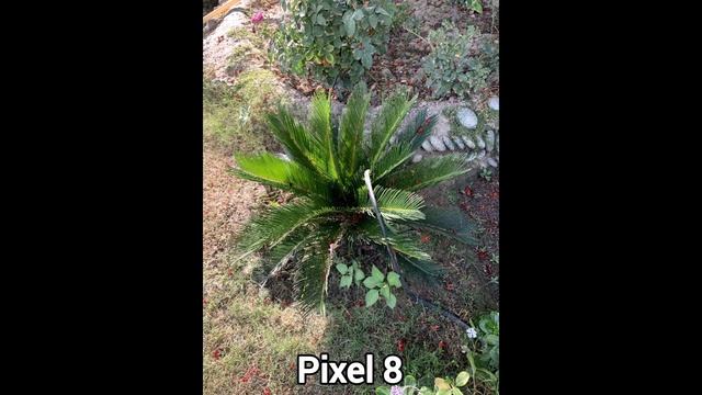 Google Pixel 9 Vs Google Pixel 8a Vs Google Pixel 8 Camera Test Comparison/ Best Camera First Look