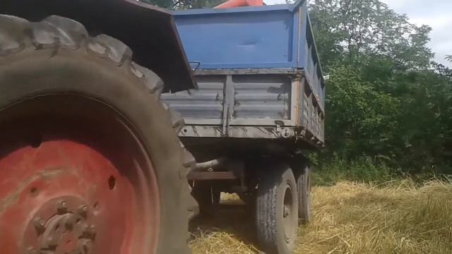 Żniwa 2016. Bizon z056 Super, MTZ/Pronar 82SA, Lely Welger 445 RP vs. Jumz 6km, D44.