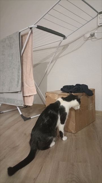 Кузя и Веня играются