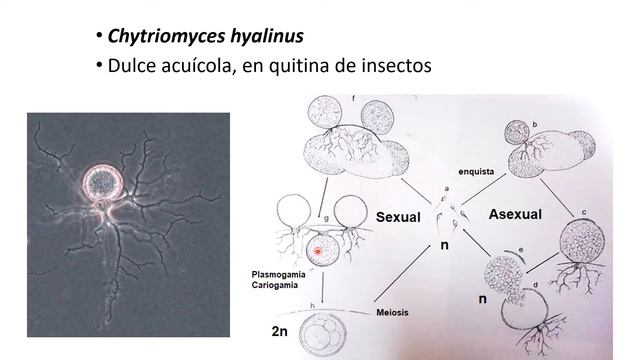 Chytridiomycota sensu lato