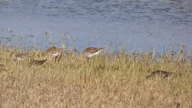 Ruff / Calidris pugnax / Gaidukas / Турухтан